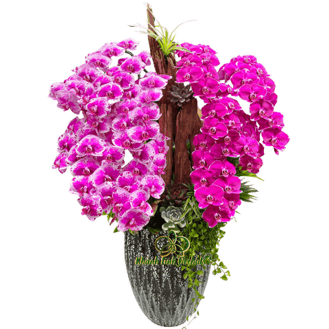 Lan Hồ Điệp Tím Đột Biến Tiểu Cảnh 12 Cành - DB042