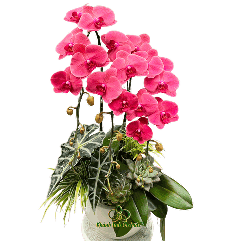 Lan Hồ Điệp Đỏ Cam 3 Cành - HDC036