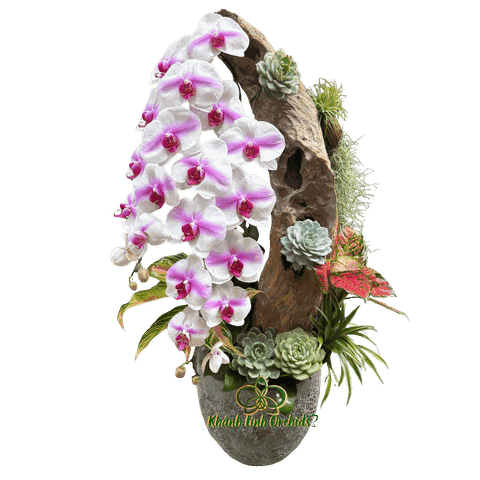 Lan Hồ Điệp Trắng Điểm Hồng Tiểu Cảnh 2 Cành - HDW056