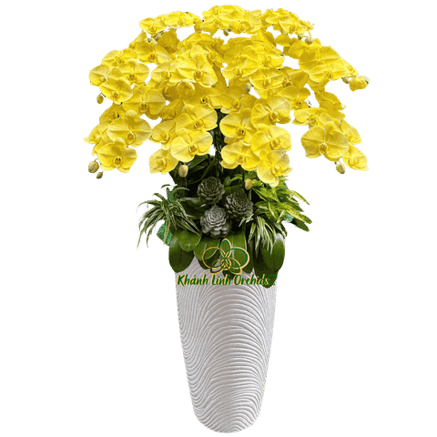 Lan Hồ Điệp Phun Màu Vàng Tươi 11 Cành - VIP022