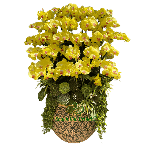 Lan Hồ Điệp Vàng Chanh 25 Cành - HDV103