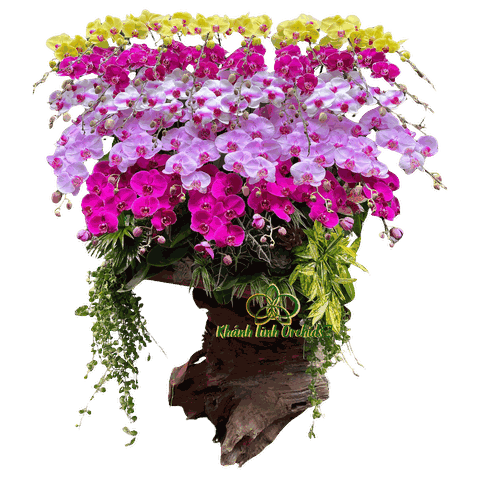 Lan Hồ Điệp Ghép Lũa Gỗ Phối 5 Màu 37 Cành - DS043