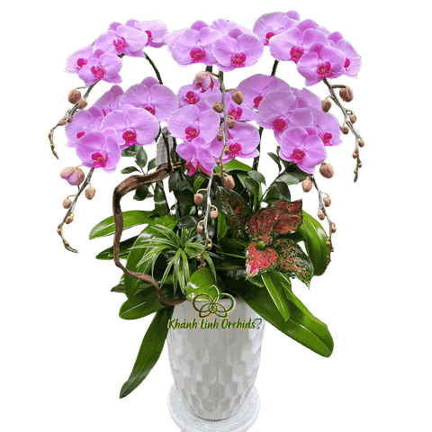 Lan Hồ Điệp Hồng Phấn 6 Cành - HDH071