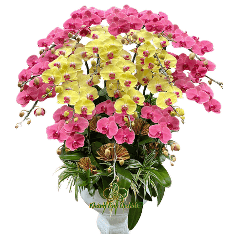 Lan Hồ Điệp Đỏ Cam Phối Vàng 20 Cành - DS044