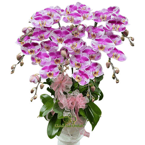 Lan Hồ Điệp Đột Biến 2671 8 Cành - DB043