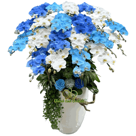 Lan Hồ Điệp Trắng Phối Phun Màu Xanh 21 Cành  - VIP023