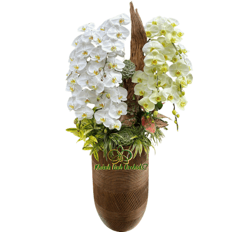 Lan Hồ Điệp Trắng Phối Xanh Bơ 10 Cành - DS046
