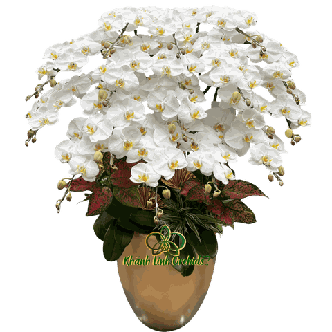 Lan Hồ Điệp Trắng 17 Cành - HDW058