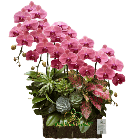 Lan Hồ Điệp Đỏ Cam 5 Cành - HDC038