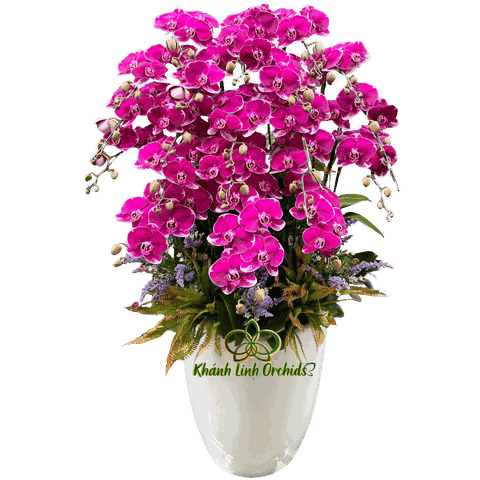 Chậu LHĐ Tím Đột Biến 20 Cành - DB044