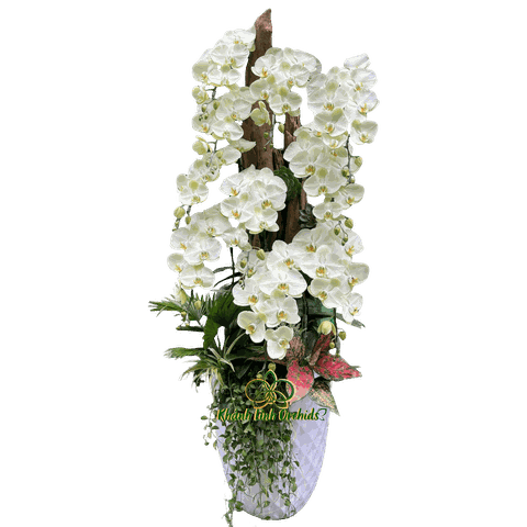 Chậu LHĐ Xanh Bơ 10 Cành Thác Đổ - HDX027