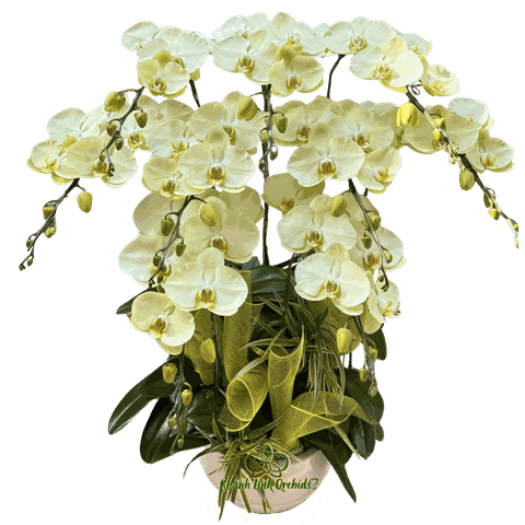 Chậu LHĐ Xanh Bơ 8 Cành - HDX028