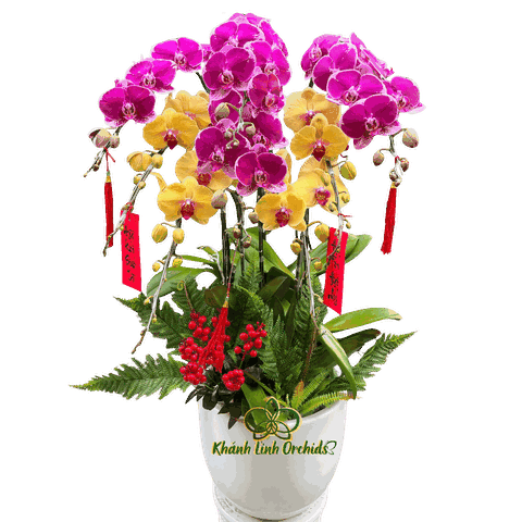 Lan Hồ Điệp Tím Đột Biến Phối Vàng 8 Cành - DS075