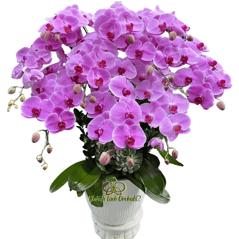 Lan Hồ Điệp Hồng 10 Cành - HDH074