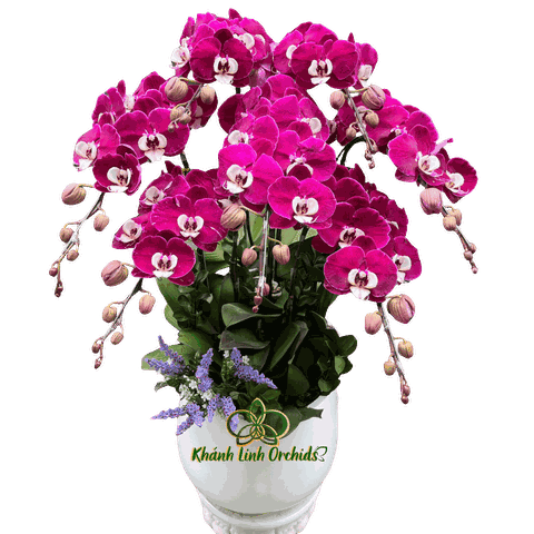 Lan Hồ Điệp Ngọc Trai 7 Cành - HDT048