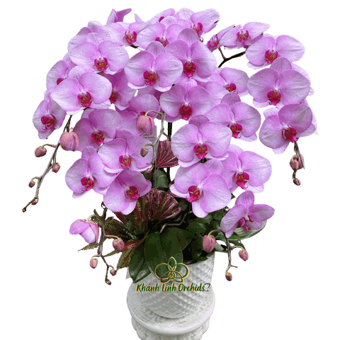 Lan Hồ Điệp Hồng Nhạt 5 Cành - HDH075