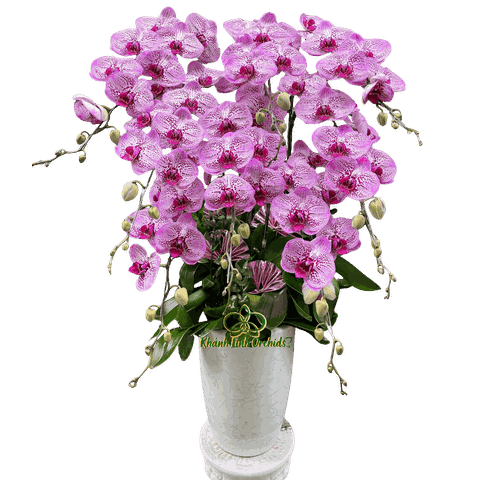 Lan Hồ Điệp Đột Biến 8 Cành - DB047
