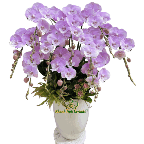 Lan Hồ Điệp Hồng Bilip 10 Cành - HDH076