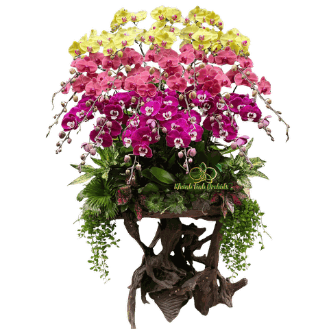 Lan Hồ Điệp Lũa Gỗ Phối Màu 28 Cành - DS076