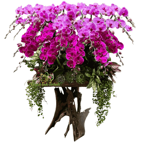 Lan Hồ Điệp Gỗ Lũa Phối 2 Màu 25 Cành - DS077