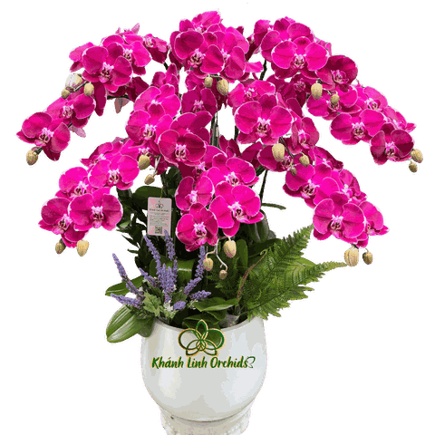 Lan Hồ Điệp Tím Đột Biến MBL005 10 Cành - DB048