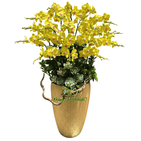 Lan Hồ Điệp Vàng Chanh A42 20 Cành - HDV109