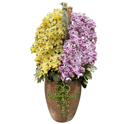 Lan Hồ Điệp Vàng Phối Đột Biến Kết Hợp Gỗ 24 Cành - DS078