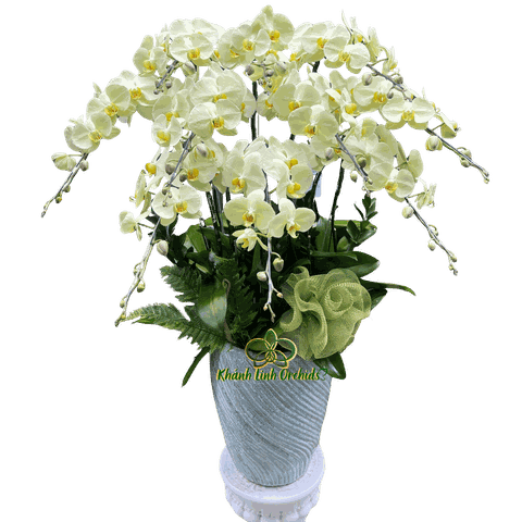 Lan Hồ Điệp Xanh Bơ 10 Cành - HDX031