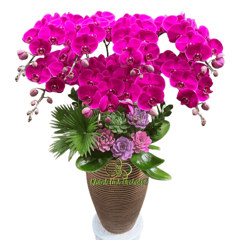 Lan Hồ Điệp Tím Đỏ Ớt 8 Cành - HDT049