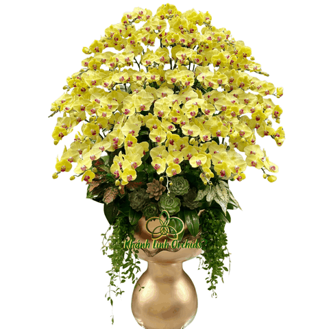 Lan Hồ Điệp Vàng Kết Hợp Sen Đá 50 Cành - HDV111