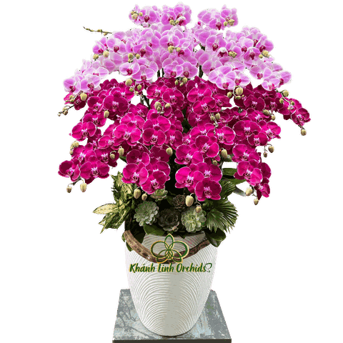 Lan Hồ Điệp Phối 2 Màu 28 Cành - DS079