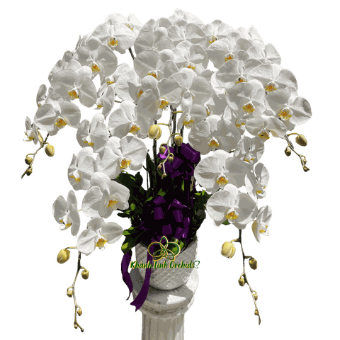 Lan Hồ Điệp Trắng Viếng Tang 5 Cành - HDW062