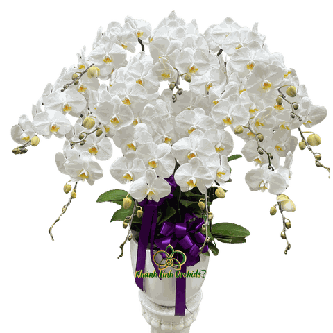 Lan Hồ Điệp Trắng Viếng Tang 11 Cành - HDW063