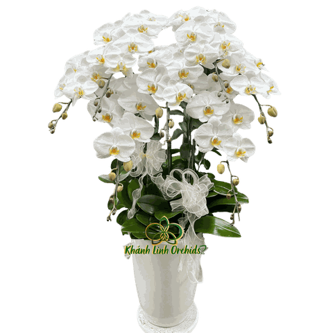 Lan Hồ Điệp Trắng 7 Cành - HDW064