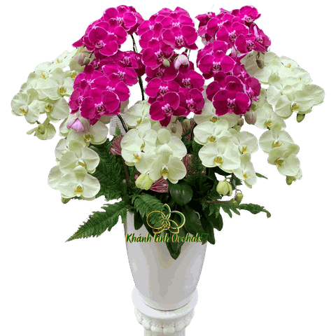 Lan Hồ Điệp Tím Phối Xanh Bơ 12 Cành - DS080
