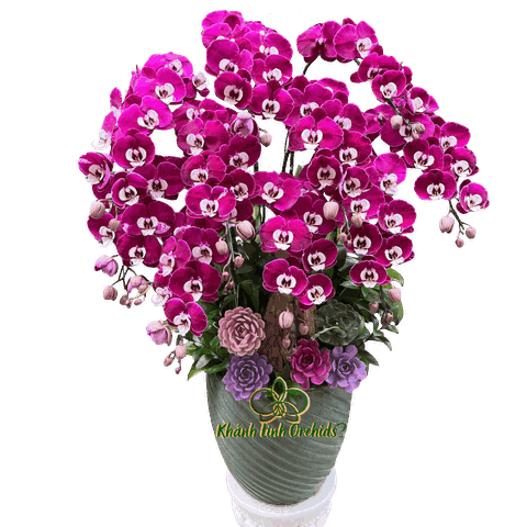 Lan Hồ Điệp Tím Ngọc Trai 10 Cành - HDT050