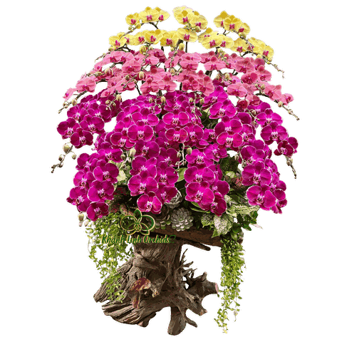 Lan Hồ Điệp Lũa Gỗ Phối 3 Màu 28 Cành - DS081