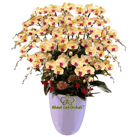 Lan Hồ Điệp Vàng Tươi 25 Cành - HDV112