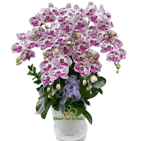 Lan Hồ Điệp Đột Biến AP7513 9 Cành - DB049