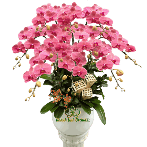 Lan Hồ Điệp Đỏ Cam 10 Cành - HDC041