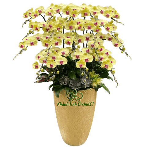 Lan Hồ Điệp Vàng Tươi 20 Cành - HDV113