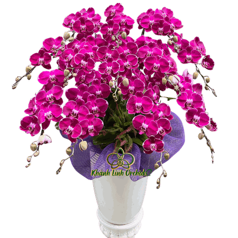 Lan Hồ Điệp Tím Kính Viếng 12 Cành - HDT051