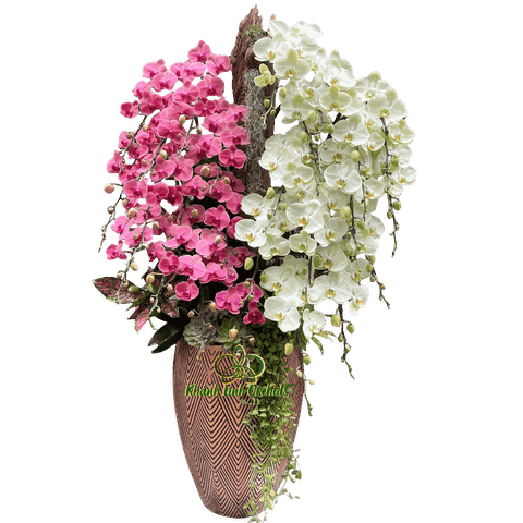 Lan Hồ Điệp Cam Phối Xanh Bơ Kết Hợp Gỗ 24 Cành - DS083