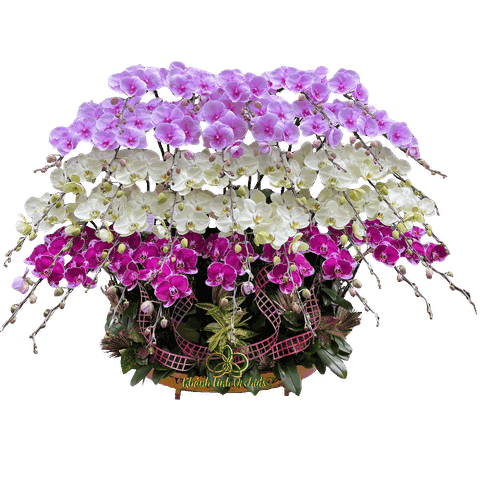 Lan Hồ Điệp Thuyền Thuận Buồm Xuôi Gió 39 Cành - TH09