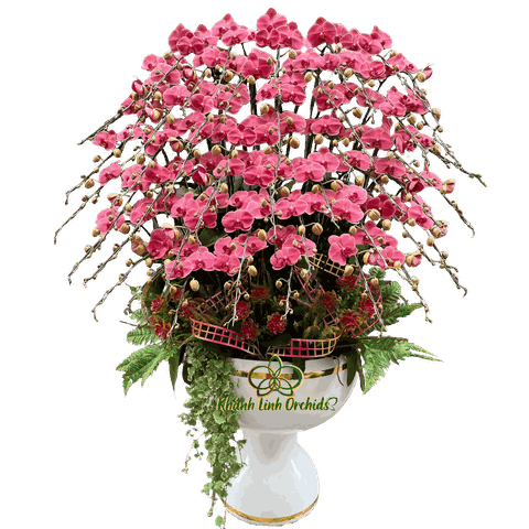 Lan Hồ Điệp Đỏ Cam 50 Cành - HDC043