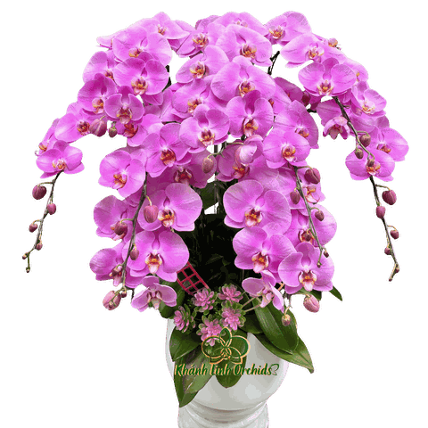 Lan Hồ Điệp Hồng S59 9 Cành - HDH081