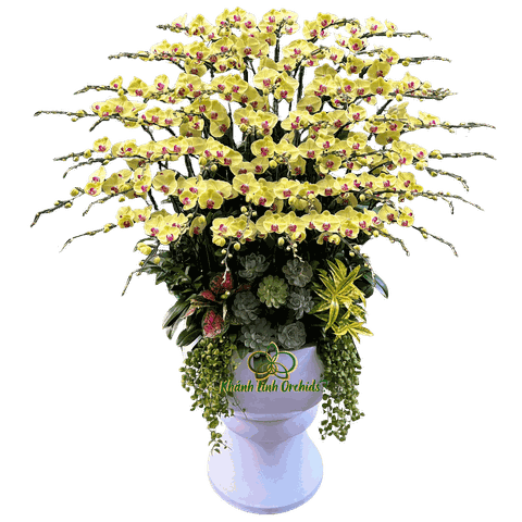 Lan Hồ Điệp Vàng 50 Cành - HDV115