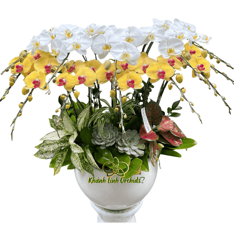 Lan Hồ Điệp Trắng Phối Vàng 12 Cành - DS050
