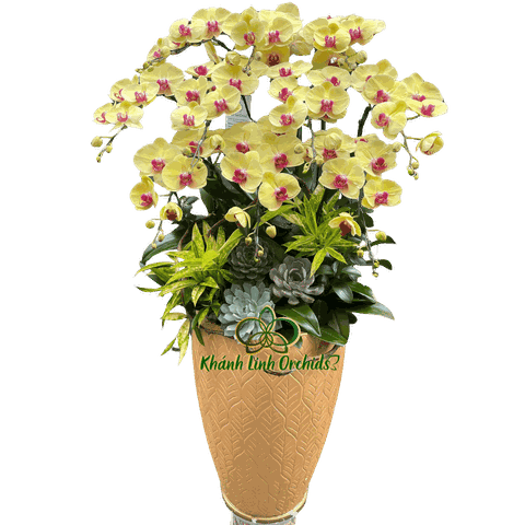 Lan Hồ Điệp Vàng Thần Tài 10 Cành - HDV095