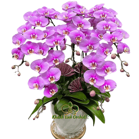 Lan Hồ Điệp Hồng Anna 5 Cành - HDH061